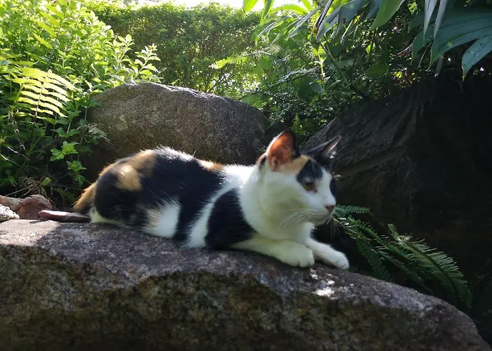 Hana Mana