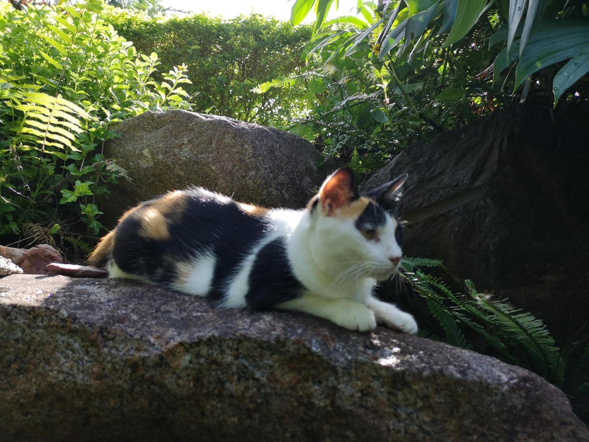 Hana Mana